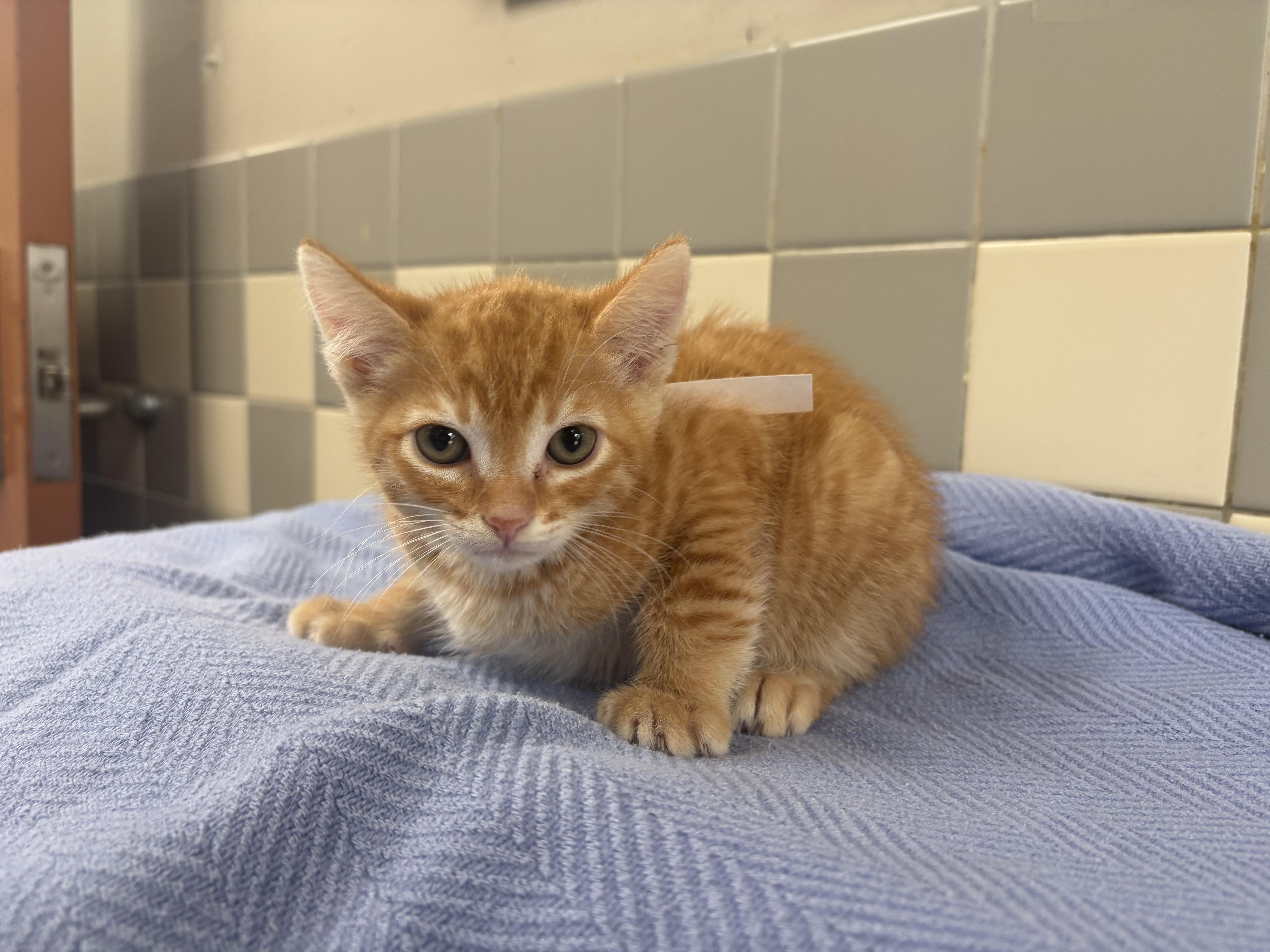 A baby small-sized male Domestic Short Hair cat named Reese for adoption in San Pedro, CA