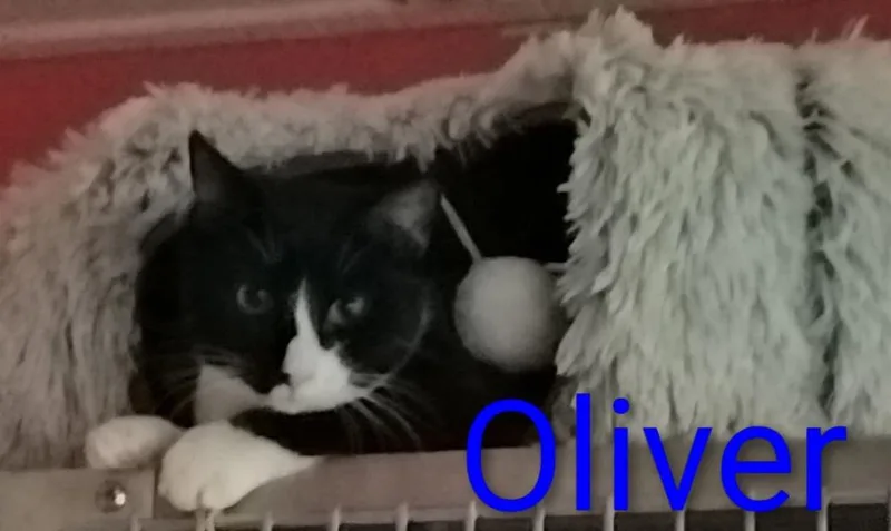 A young medium-sized male Domestic Short Hair cat named Oliver for adoption in Marianna, FL
