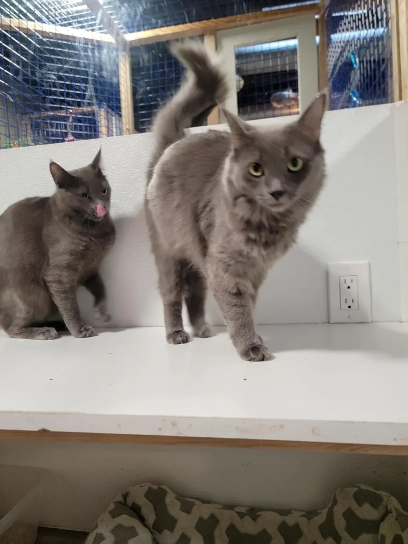 Sonia And Sasha thumbnail 2