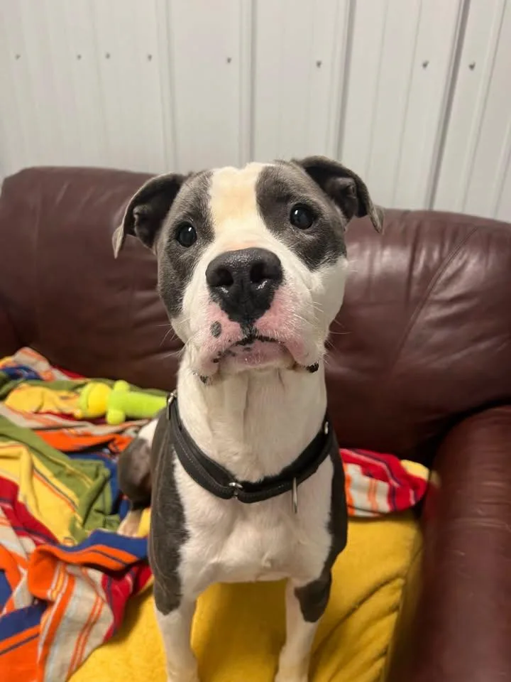 An adult medium-sized male Mixed Breed dog named Dagwood for adoption in Davenport, IA