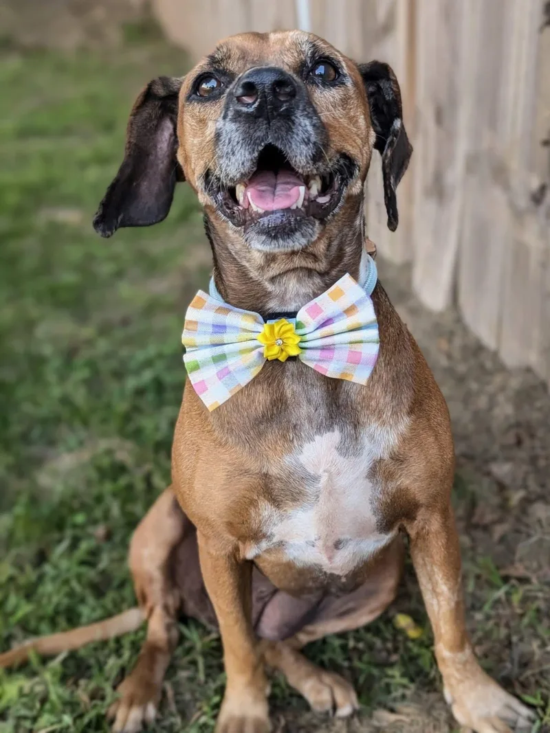 An adult medium-sized female Beagle dog named Duchess for adoption in University Place, WA