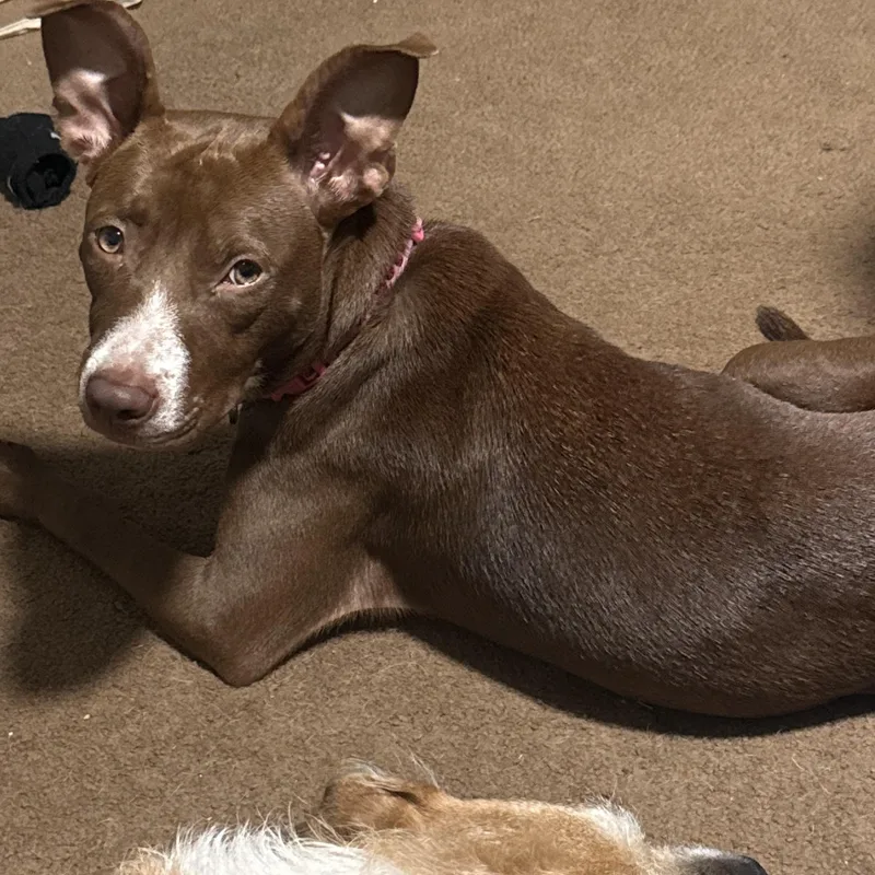 A young medium-sized female Mixed Breed dog named Bean for adoption in Pensacola, FL
