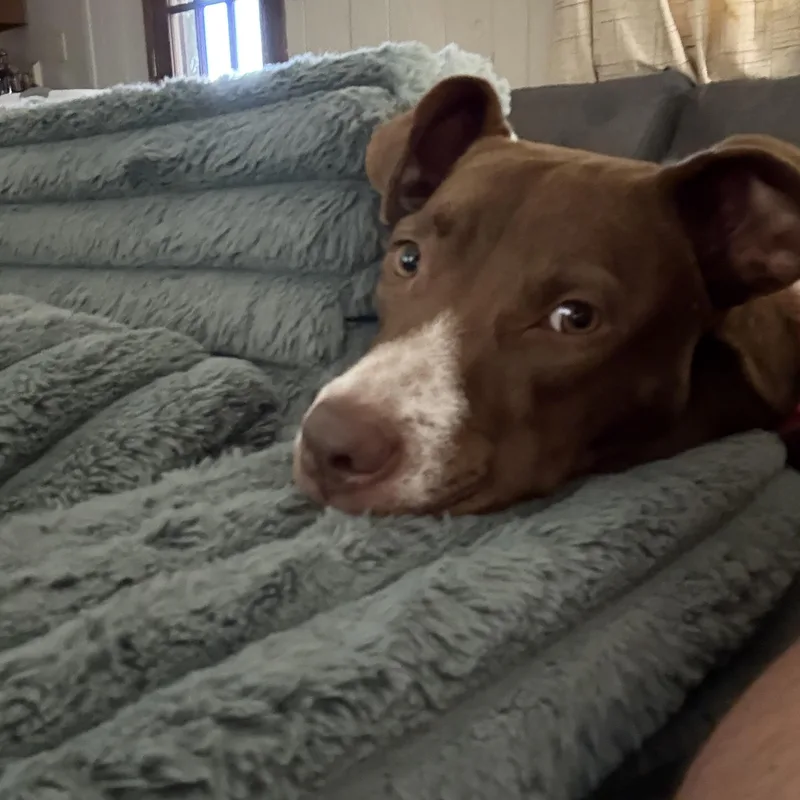 Bean thumbnail 3