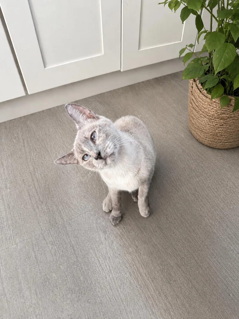 An adult medium-sized female Siamese cat named Ms. Bellum for adoption in Rio Linda, CA