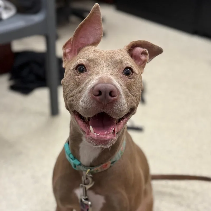 An adult medium-sized female Yellow / Tan / Blond / Fawn Mixed Breed dog named Effie May for adoption in Jacksonville, FL
