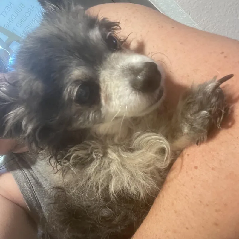 A senior small-sized male Gray / Blue / Silver Chihuahua dog named Billy for adoption in Port Charlotte, FL
