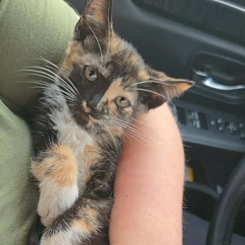 A baby small-sized female Tortoiseshell Domestic Short Hair cat named Crabcake for adoption in Reisterstown, MD