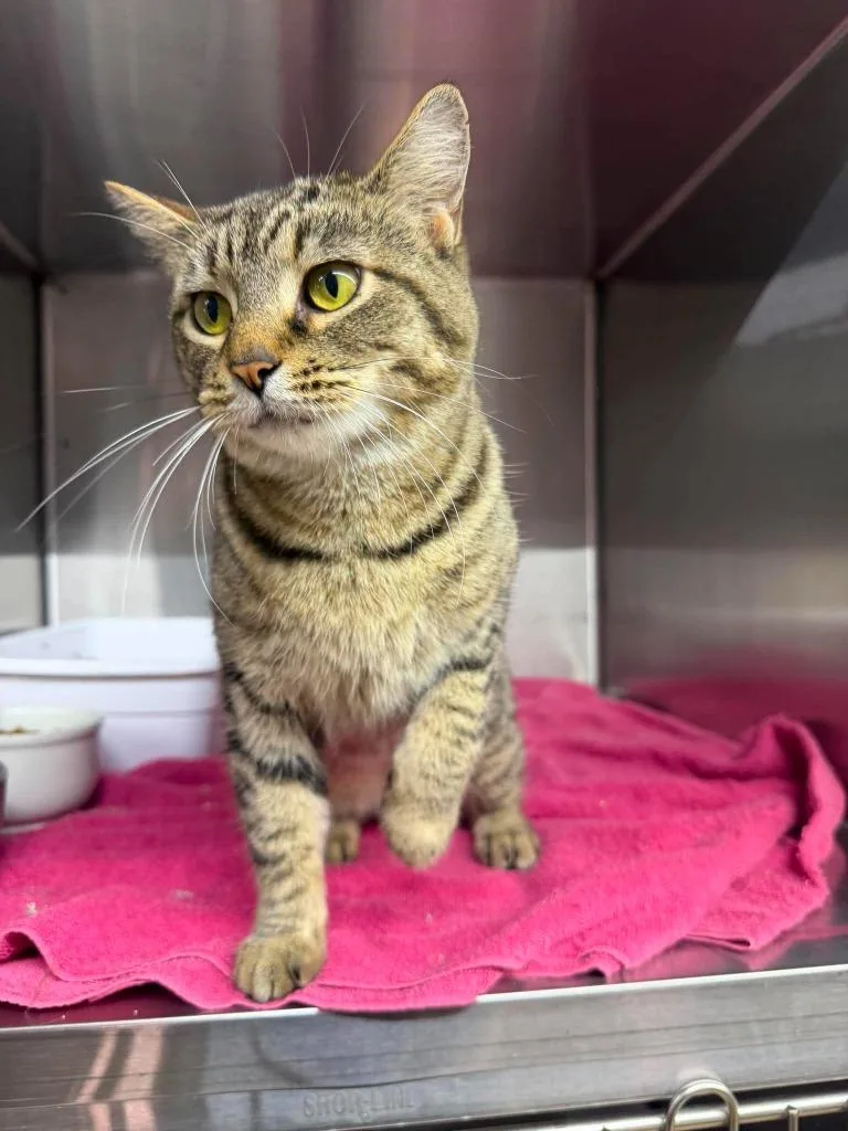 A young small-sized female Domestic Short Hair cat named Velma for adoption in Lagrange, IN