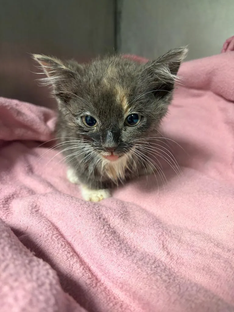 A baby medium-sized female Domestic Short Hair cat named Voodoo for adoption in Morgantown, KY