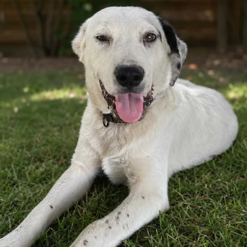 A young medium-sized male White / Cream Cattle Dog dog named Andy for adoption in Eufaula, AL