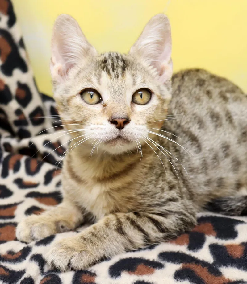 A baby medium-sized male Tabby (Leopard / Spotted) Domestic Short Hair cat named Dino for adoption in Tierra Verde, FL