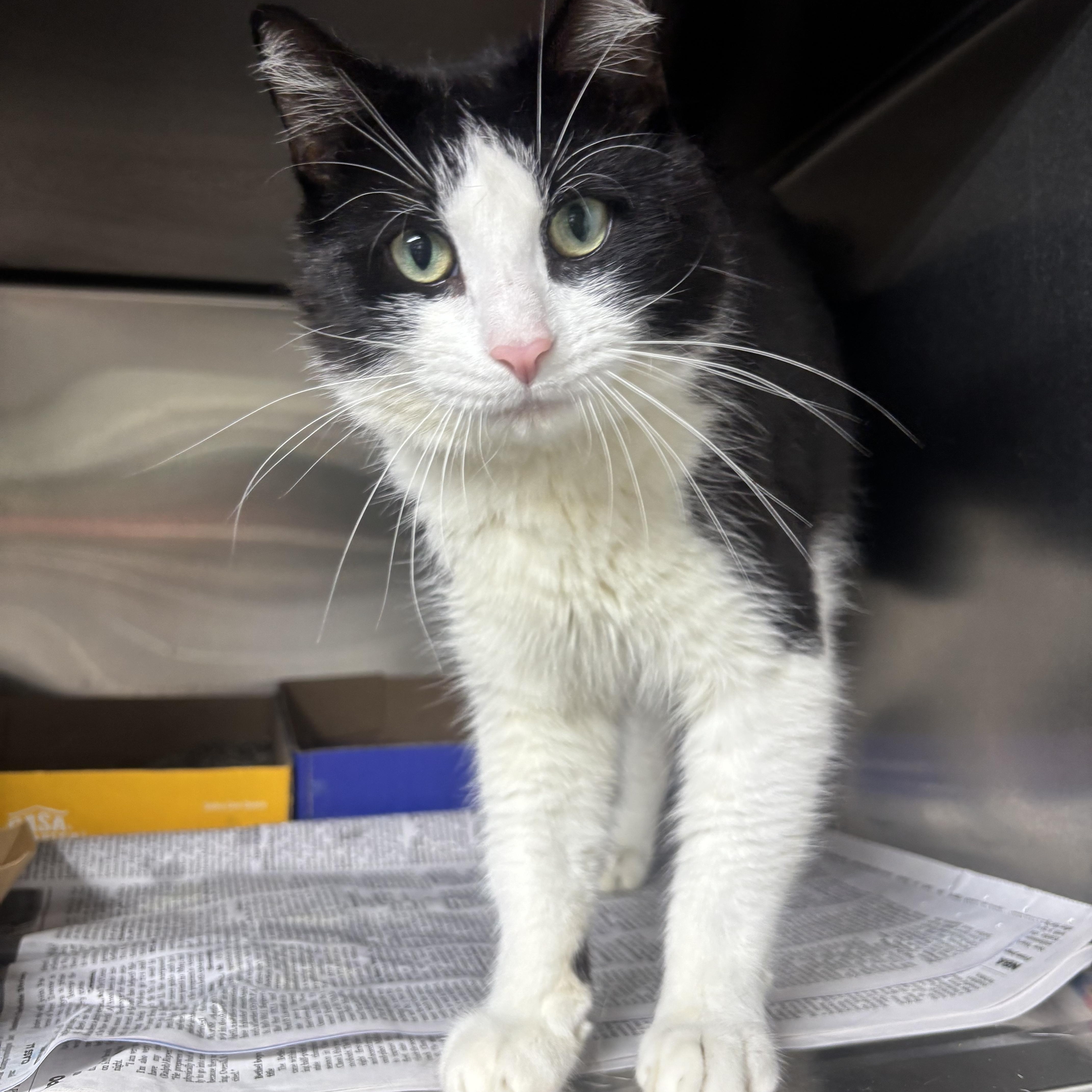 A young medium-sized male Black & White / Tuxedo Domestic Short Hair cat named Claudius for adoption in North Haven, CT