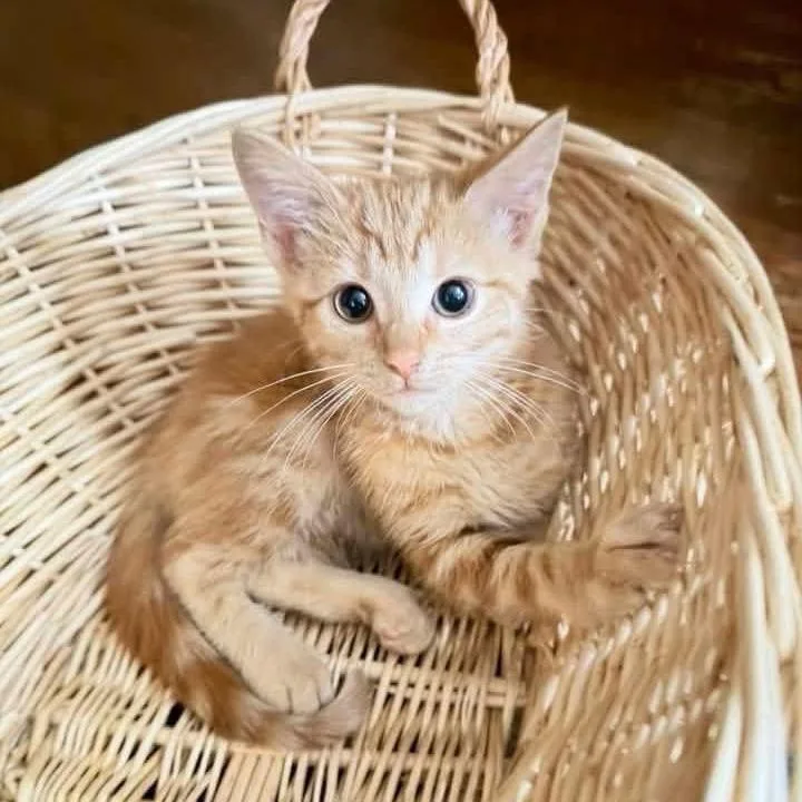 A baby small-sized female American Shorthair cat named Basket Case for adoption in Greenfield, IN