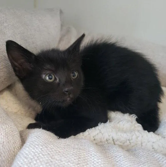 A baby small-sized female Black Domestic Short Hair cat named Pensacola for adoption in Oakland, CA