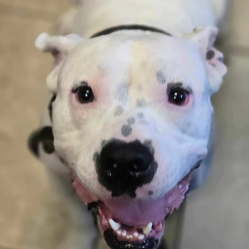 An adult medium-sized male White / Cream Mixed Breed dog named TinTin for adoption in Chattanooga, TN