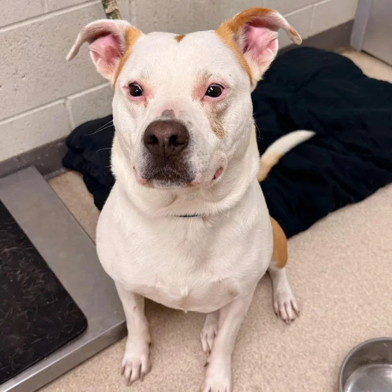 An adult medium-sized male White / Cream Pit Bull Terrier dog named Safari for adoption in Evansville, IN