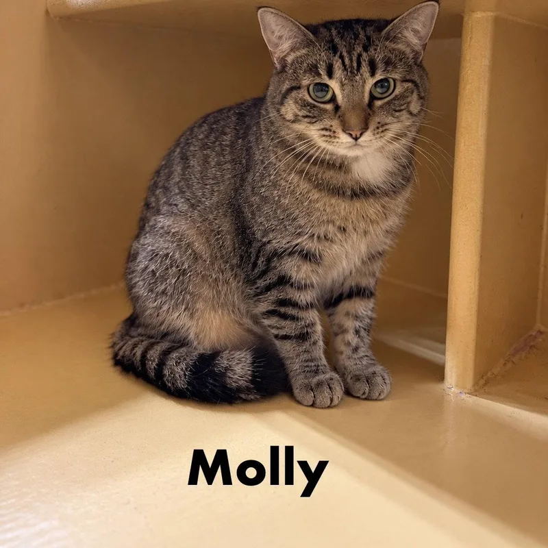 A young medium-sized female Domestic Short Hair cat named Molly for adoption in Spring Lake, NJ