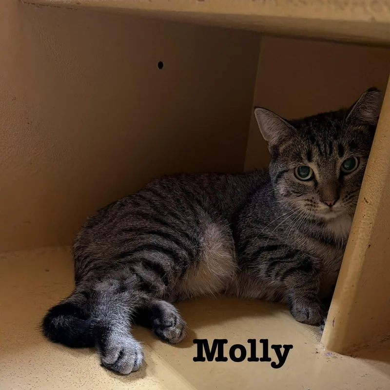 Molly thumbnail 2