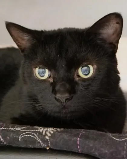 A senior medium-sized male Domestic Short Hair cat named Leo DiCatrio for adoption in Fishers, IN