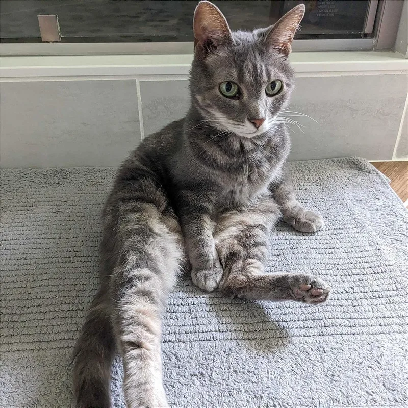 An adult medium-sized female Gray / Blue / Silver Domestic Short Hair cat named Indy for adoption in Evansville, IN