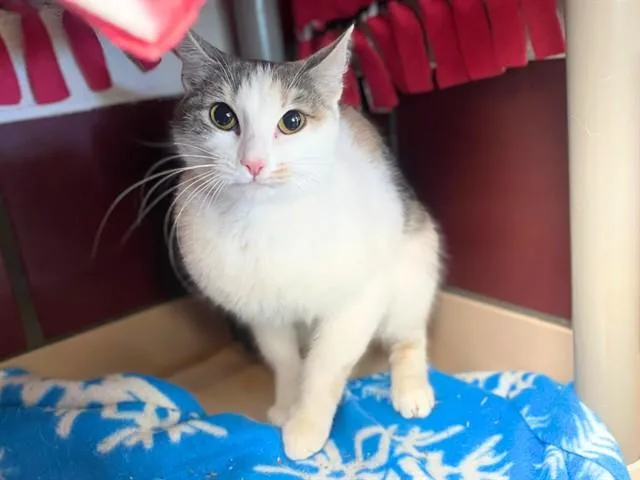 An adult medium-sized female Domestic Short Hair cat named Evelyn for adoption in Fort Wayne, IN