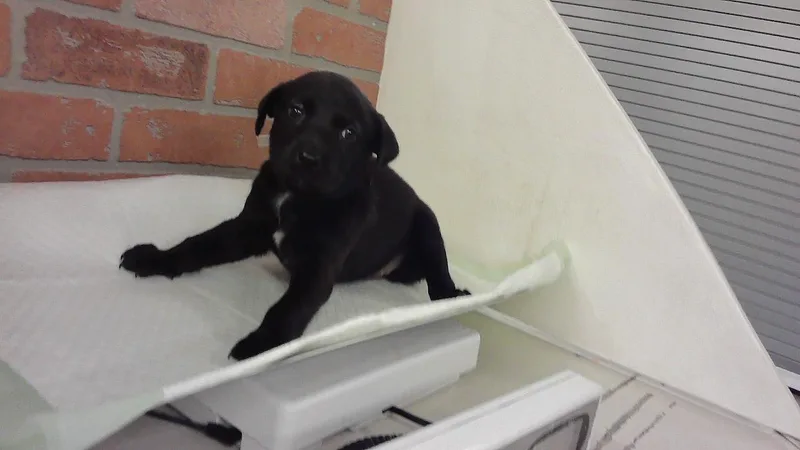 A baby small-sized female Australian Shepherd dog named Smokey for adoption in Houston, TX