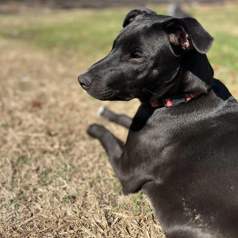 A young medium-sized male Labrador Retriever dog named Scout for adoption in Krum, TX