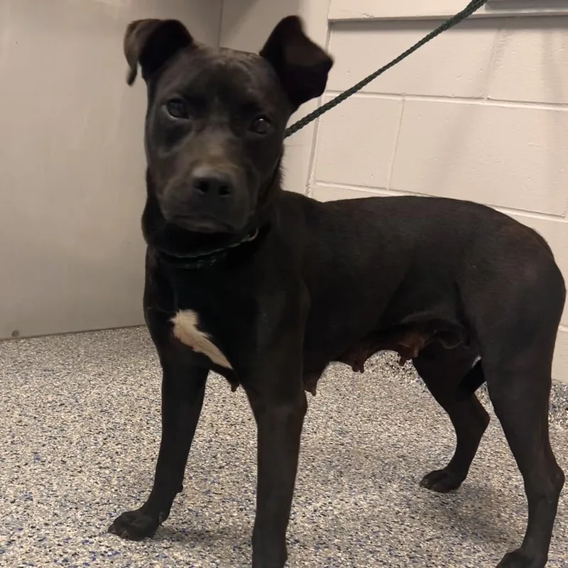 An adult medium-sized female Black Mixed Breed dog named Lively for adoption in Greenville, SC