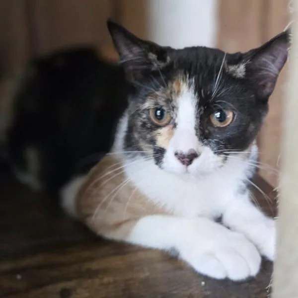 A baby medium-sized female Calico Domestic Short Hair cat named Sharla for adoption in Concord, NH