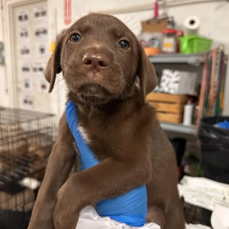 A baby medium-sized female Brown / Chocolate Mixed Breed dog named Melody Mouse for adoption in Edinburg, TX