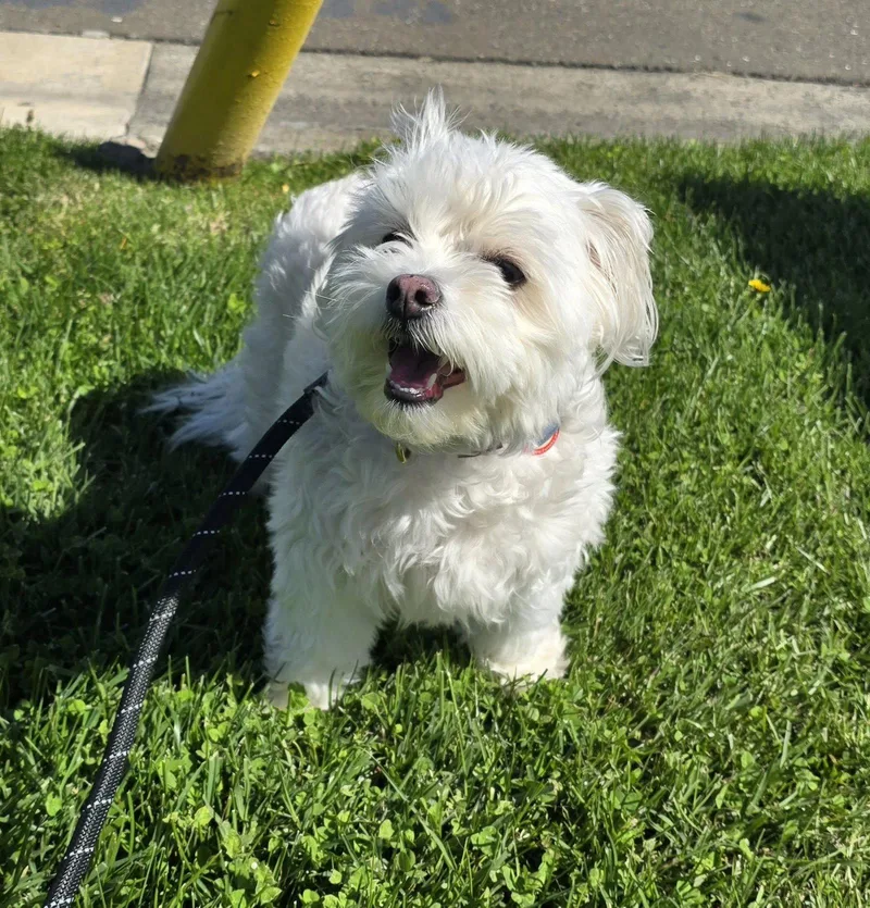 An adult small-sized female Poodle dog named Faith for adoption in Modesto, CA