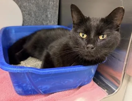 An adult medium-sized female Domestic Short Hair cat named Karma for adoption in Bowling Green, KY