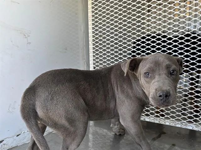 A young small-sized female Pit Bull Terrier dog named Oasis for adoption in Bakersfield, CA