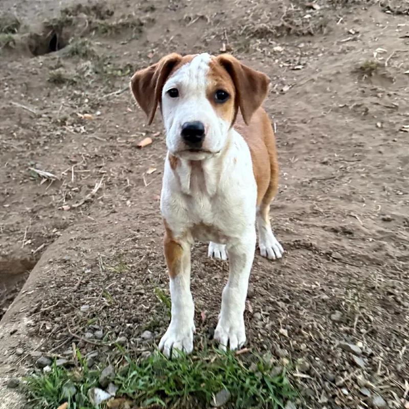 A baby medium-sized male White / Cream Terrier dog named Cheeto for adoption in San Diego, CA