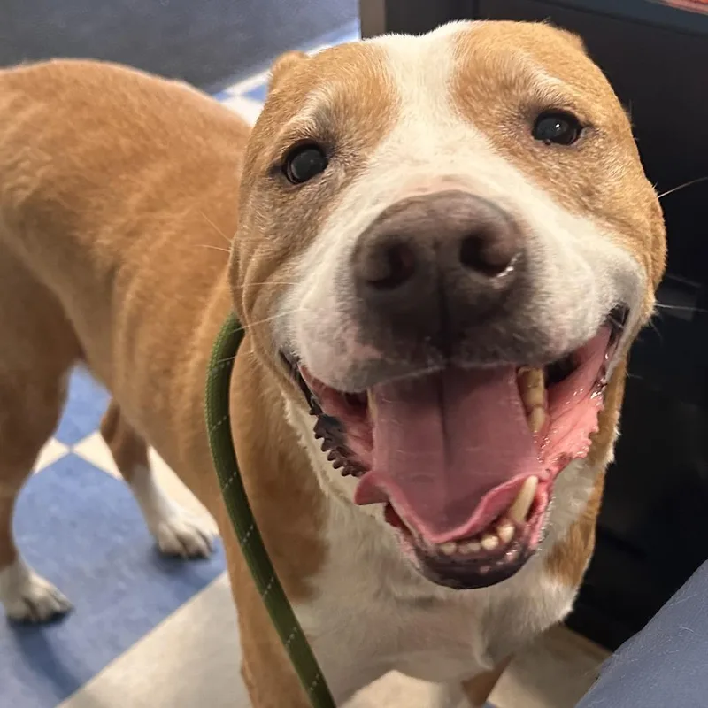 A senior large-sized male Yellow / Tan / Blond / Fawn Mixed Breed dog named Duck for adoption in Bedford, NH