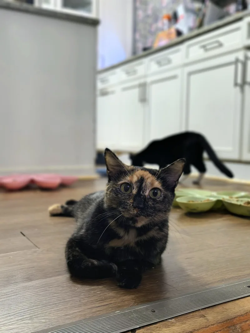 An adult large-sized female Domestic Short Hair cat named Cindy for adoption in Clayton, NC