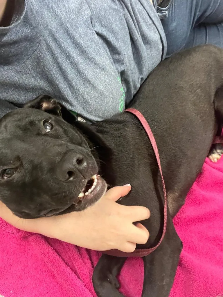 A young medium-sized female Terrier dog named Sugar for adoption in Auburn, IN