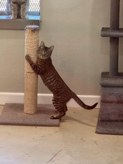 A young medium-sized female Tabby (Brown / Chocolate) Domestic Short Hair cat named Fussbuz for adoption in Henrietta, TX