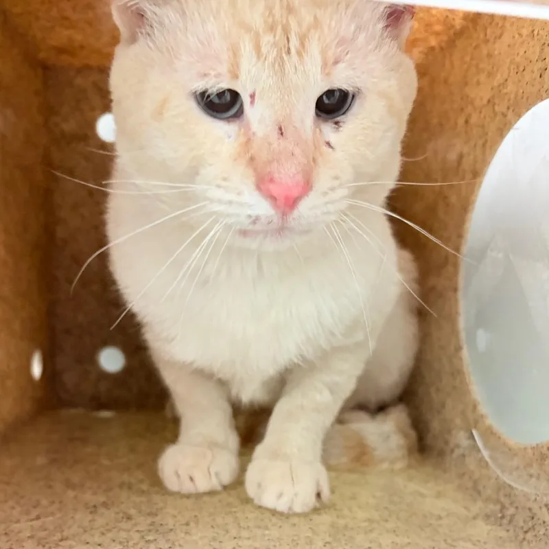 An adult medium-sized male White Domestic Short Hair cat named Blue Cheese for adoption in Philadelphia, PA