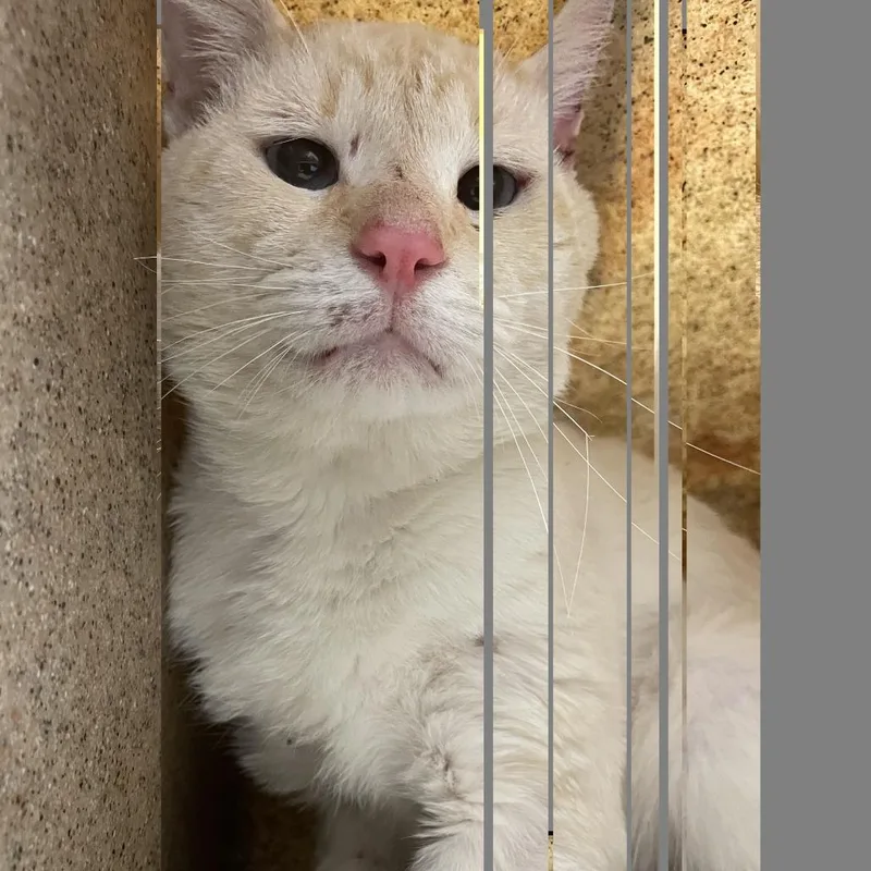 Blue Cheese thumbnail 2