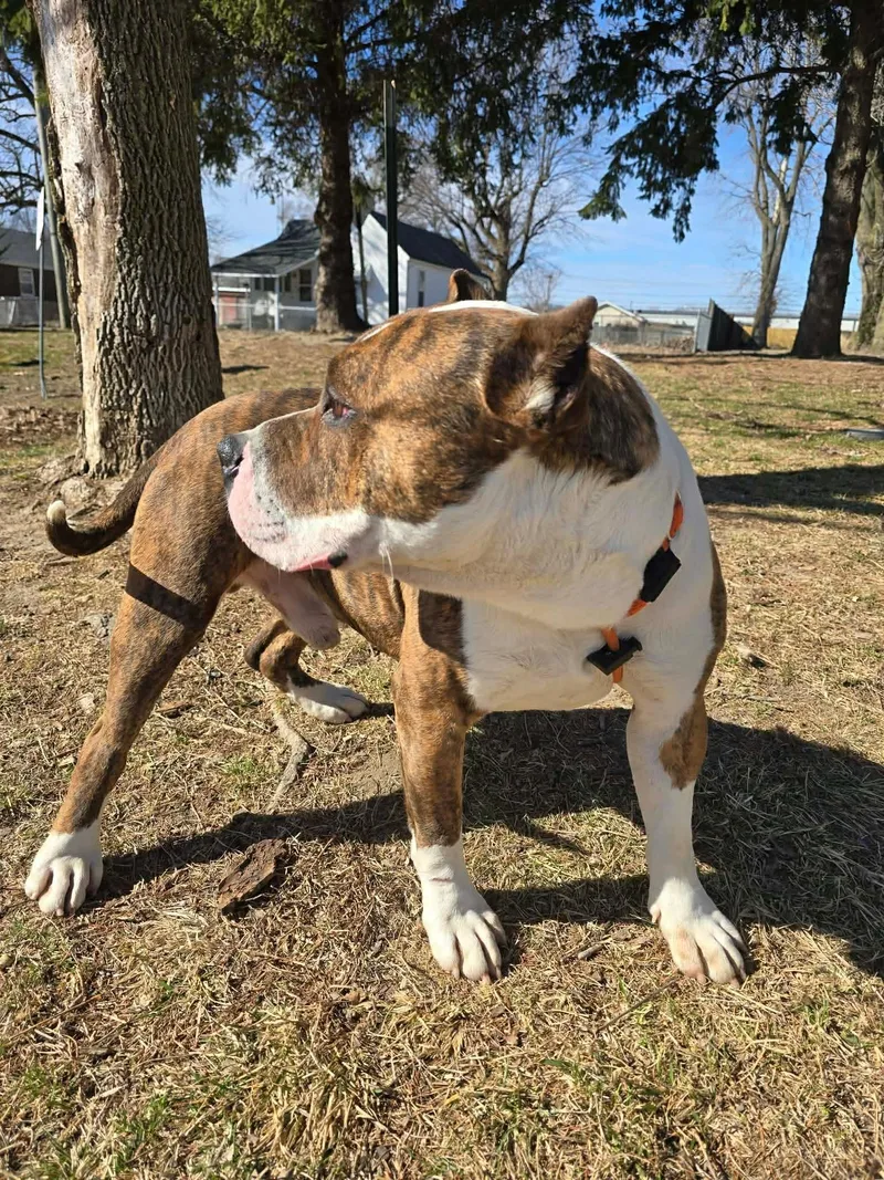 An adult medium-sized male Brindle Pit Bull Terrier dog named Hogan for adoption in Springfield, IL