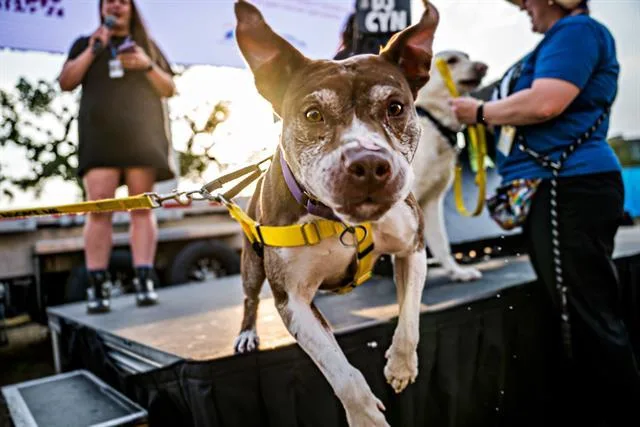 An adult large-sized female Pit Bull Terrier dog named Forest for adoption in Fort Collins, CO