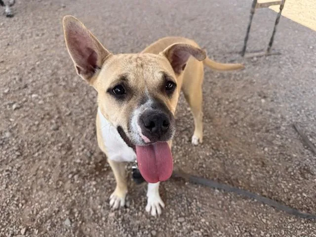 A young medium-sized female Pit Bull Terrier dog named Stacy for adoption in Tucson, AZ