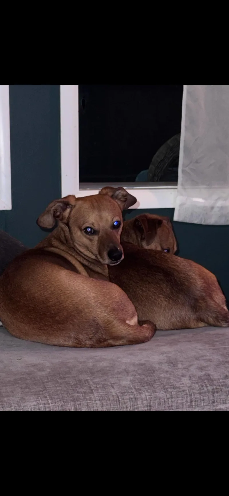 Scooby And Beans thumbnail 2