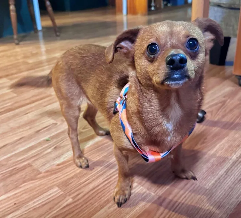 Scooby And Beans thumbnail 3