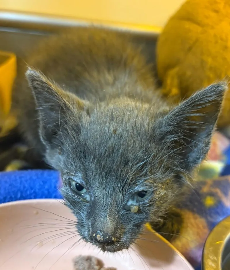 A baby small-sized female Domestic Short Hair cat named Robin for adoption in Corpus Christi, TX