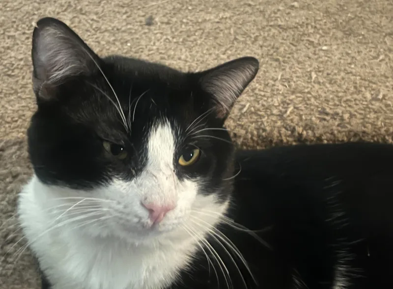 An adult large-sized male Black & White / Tuxedo Domestic Short Hair cat named Buster for adoption in Lubbock, TX