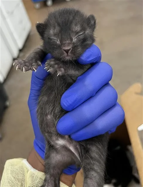 A baby medium-sized male Domestic Medium Hair cat named Midnight for adoption in Dallas, TX
