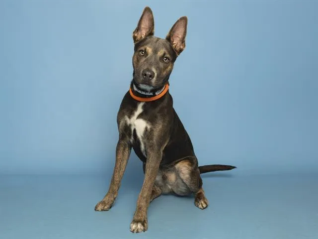 A young medium-sized male Pit Bull Terrier dog named Pesto for adoption in Phoenix, AZ
