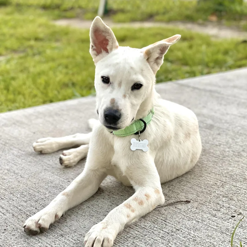 A baby medium-sized male White / Cream Labrador Retriever dog named Belize for adoption in Houston, TX